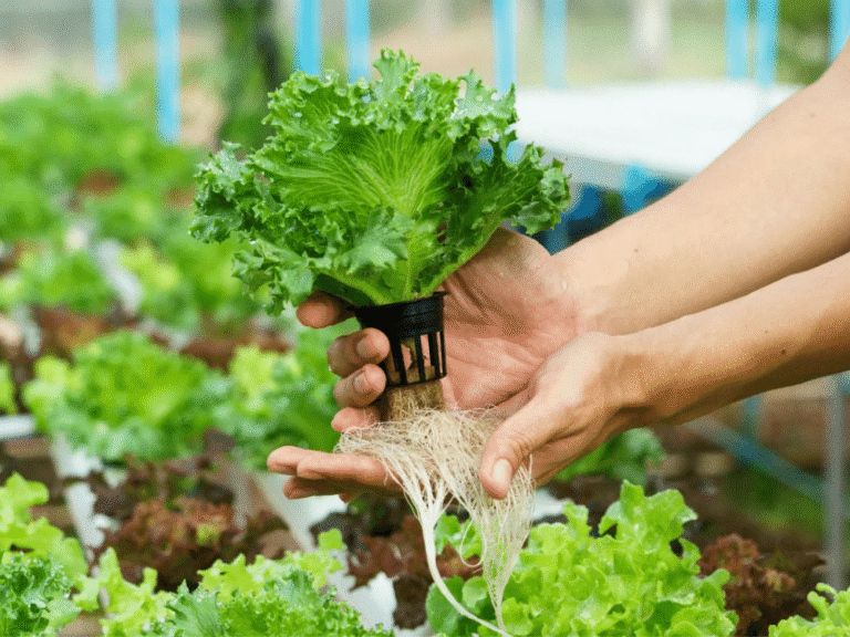 Muestra una persona trabajando en hidroponía