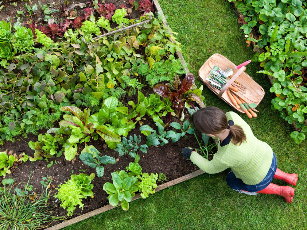 Se muestra un adolescente trabajando en un huerto con una canasto de verduras al lado.