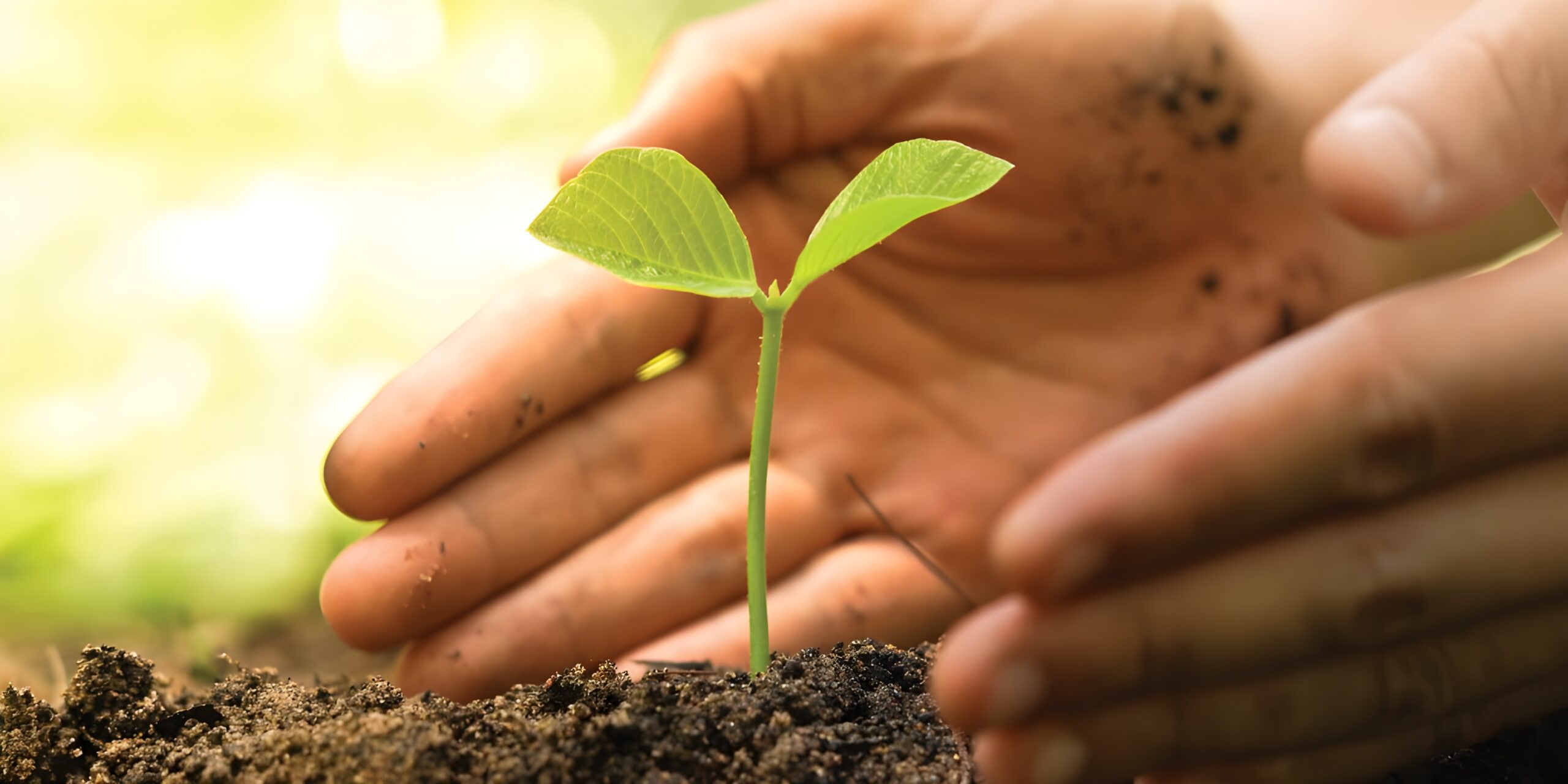 Se muestra una mano plantando un tallito y acomodando la tierra